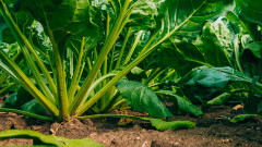 Фото: agroex.ru